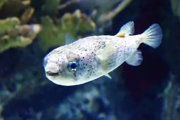 刺龜魚